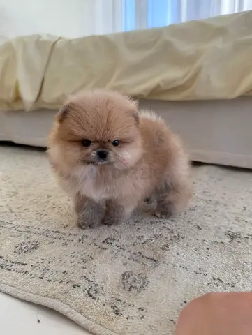 Tiny Pomeranian puppy - healthy, friendly, ready for new home