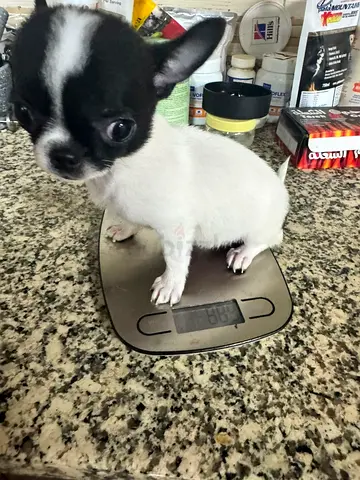 Tiny Chihuahua puppy - 800g, healthy and playful