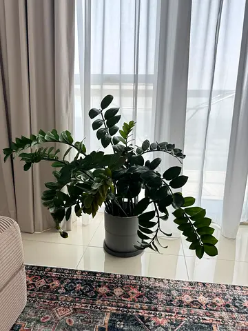Live indoor plant - great for decoration