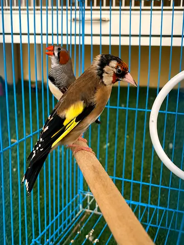 European Gold Finch
