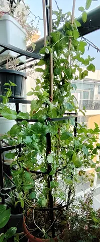 MOVING OUT SALE: Mintplant with metal trellis - healthy green vines