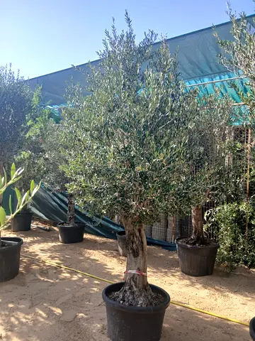 Mature Olive Tree in Pot - Established Trunk, Ready for Landscaping