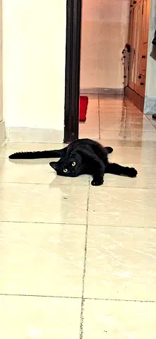 Young healthy house trained male cat for free adoption