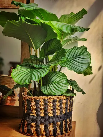 Large Calathea Orbifolia indoor plant with seagrass basket
