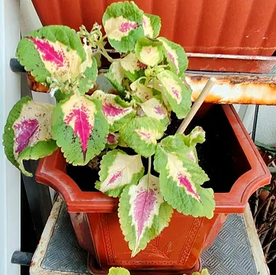 MOVING OUT SALE: Coleus ornamental potted plant - healthy indoor/outdoor foliage