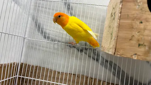 Two healthy love birds scared of humans but don’t bite they might have eggs