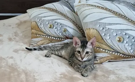 Friendly tabby kitten for free adoption, vaccinated