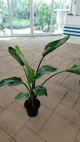 Small Live Bird of Paradise (Strelitzia) Indoor Potted Plant - Healthy