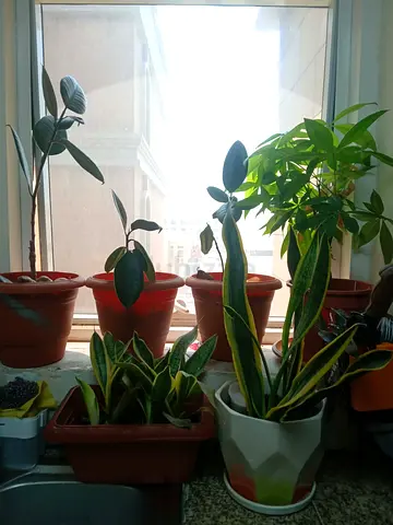 Indoor lucky plants (6 pcs)