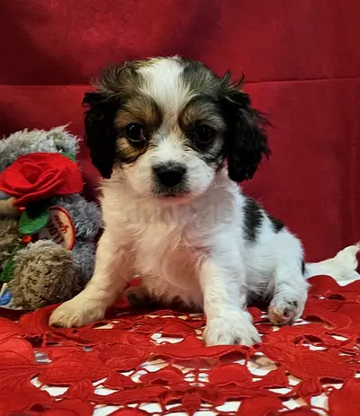 King Charles female and male
