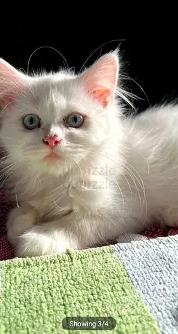 Cat for free adoption
