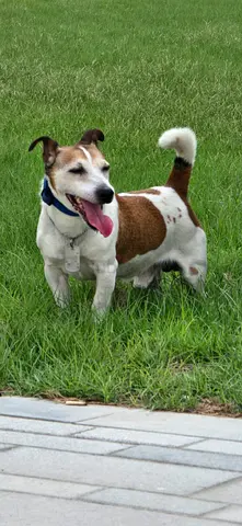 Friendly Jack Russell mix looking for a new family (male small size)