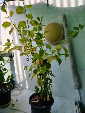 MOVING OUT SALE: Jasminum plant - healthy young specimen