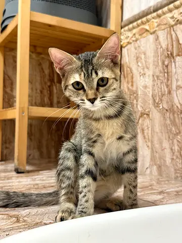 Layla  - A pretty lovely cuddle girl