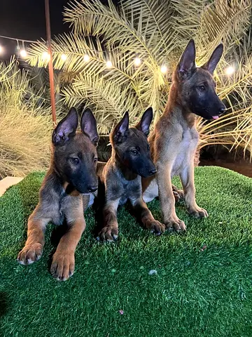 K9 Belgian Malinois puppit