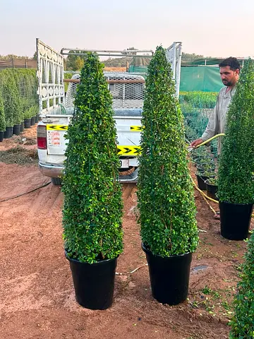 Pair of Tall Conical Boxwood Topiary Plants in Pots - Ready for Garden or Entrance