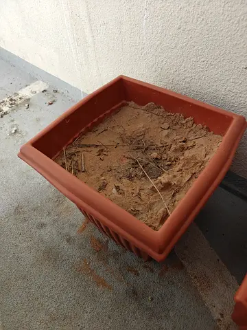 Free Plant Pot