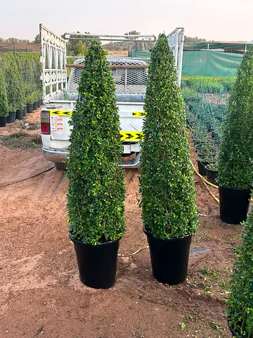 Pair of Tall Potted Cone-Shaped Evergreen Topiary Plants
