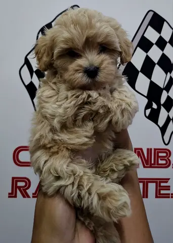 Small fluffy puppy looking for a loving home - young Maltipoo