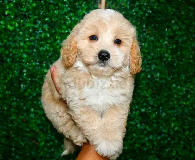Cute cream Cockapoo puppy - friendly family pet looking for a loving home