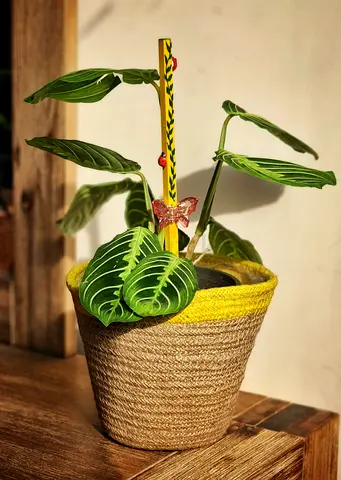 Maranta lemon lime indoor plant with jute basket and charming little decor