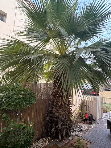 Mature palm trees
