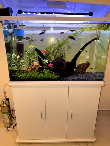 Freshwater Aquarium with Cabinet, Plants, Filtration and Co2 System