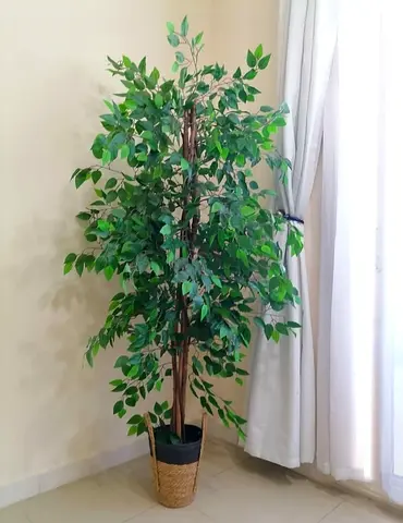 Artificial Ficus Tree in Decorative Basket