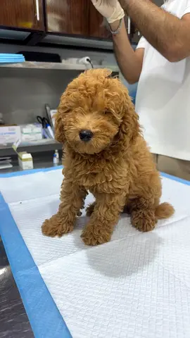 3-month-old Toy Poodle Puppy — Friendly
