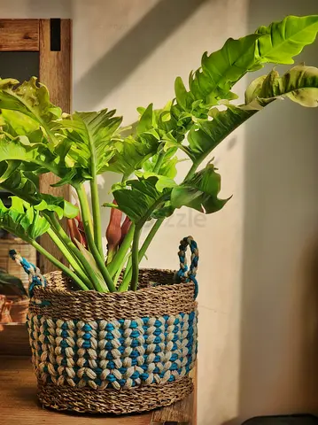 Philodendron golden crocodile large indoor plant with seagrass basket