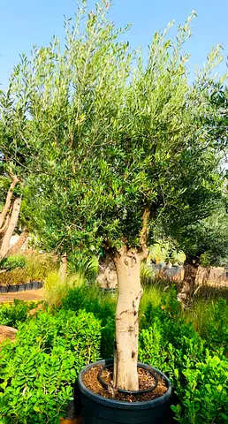 Mature Olive Tree in Large Pot — Ready for Garden or Patio