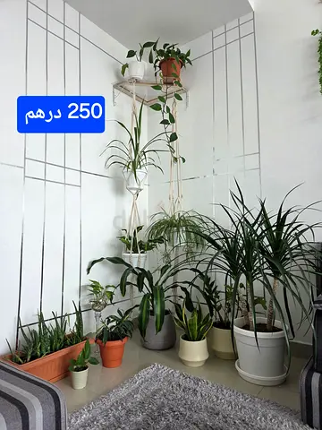 ابوظبي الكورنيش