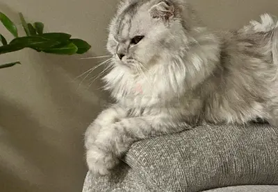 Female Persian Fold Cat — Friendly, Long-haired, Ready for Rehome, playful. Vaccinated.
