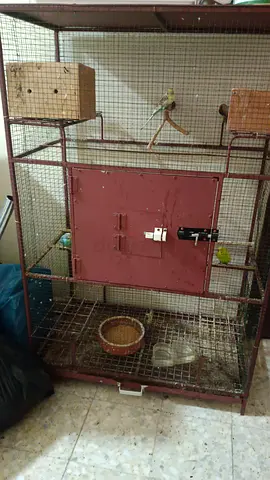 Pets Birds Free Adoption – 5 Budgies, 1 Cockatiel & 1 Zebra Finch (Cage & Equipment Required)