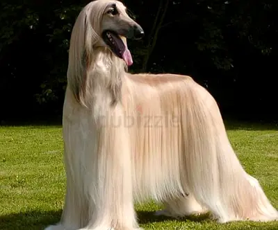 Dog