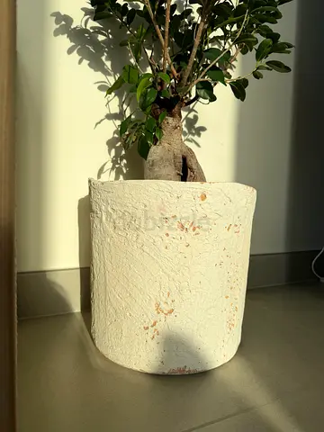 Small indoor potted olive/ficus tree in textured white planter