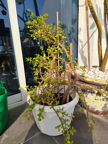 Elephant Bush / Dwarf Jade Plant