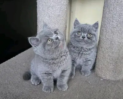 British shorthair