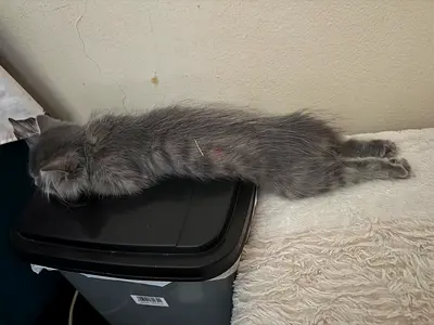 Cat free adoption