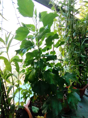MOVING OUT SALE: Hibiscus Flowering Plant