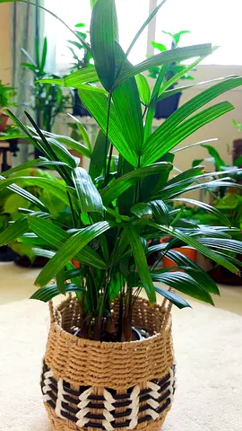 Indoor palmplant for sale