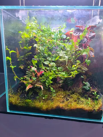 Planted nano aquarium / terrarium with live plants, moss and decor (cube) - ready