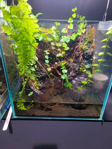 Planted terrarium/vivarium setup with background and lighting - ready