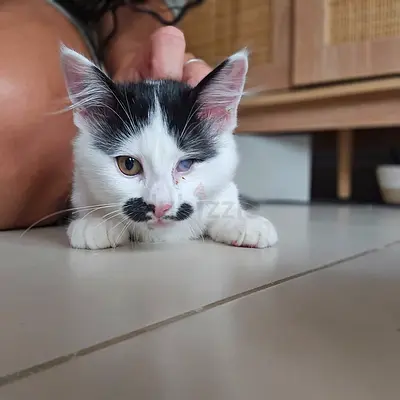 Kittens for adoption