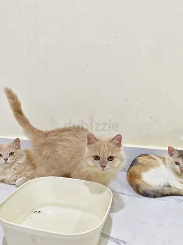 3 month Persian kitten adoption