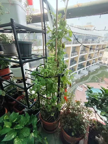 URGENT: MOVING OUT SALE- Healthy Mint Tall Plant