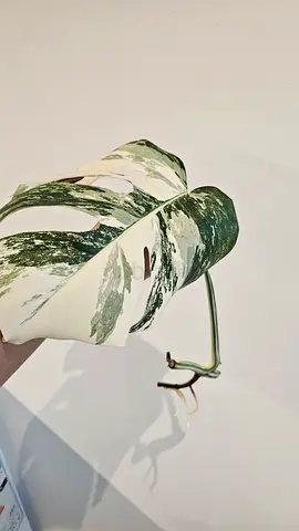 Variegated Monstera Albo Cutting - Healthy Large Leaf