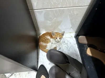 Stray Kitten for Adoption