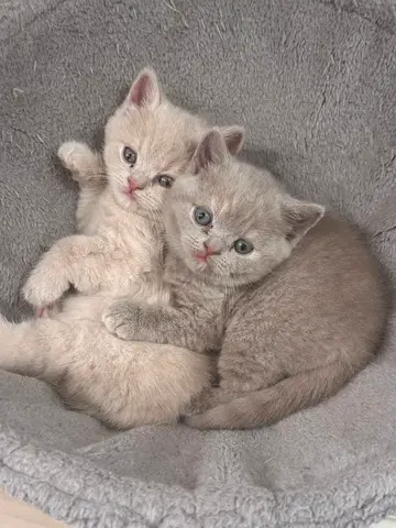 British shorthair kittens available