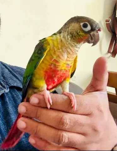 Green cheek conure looking for new home
